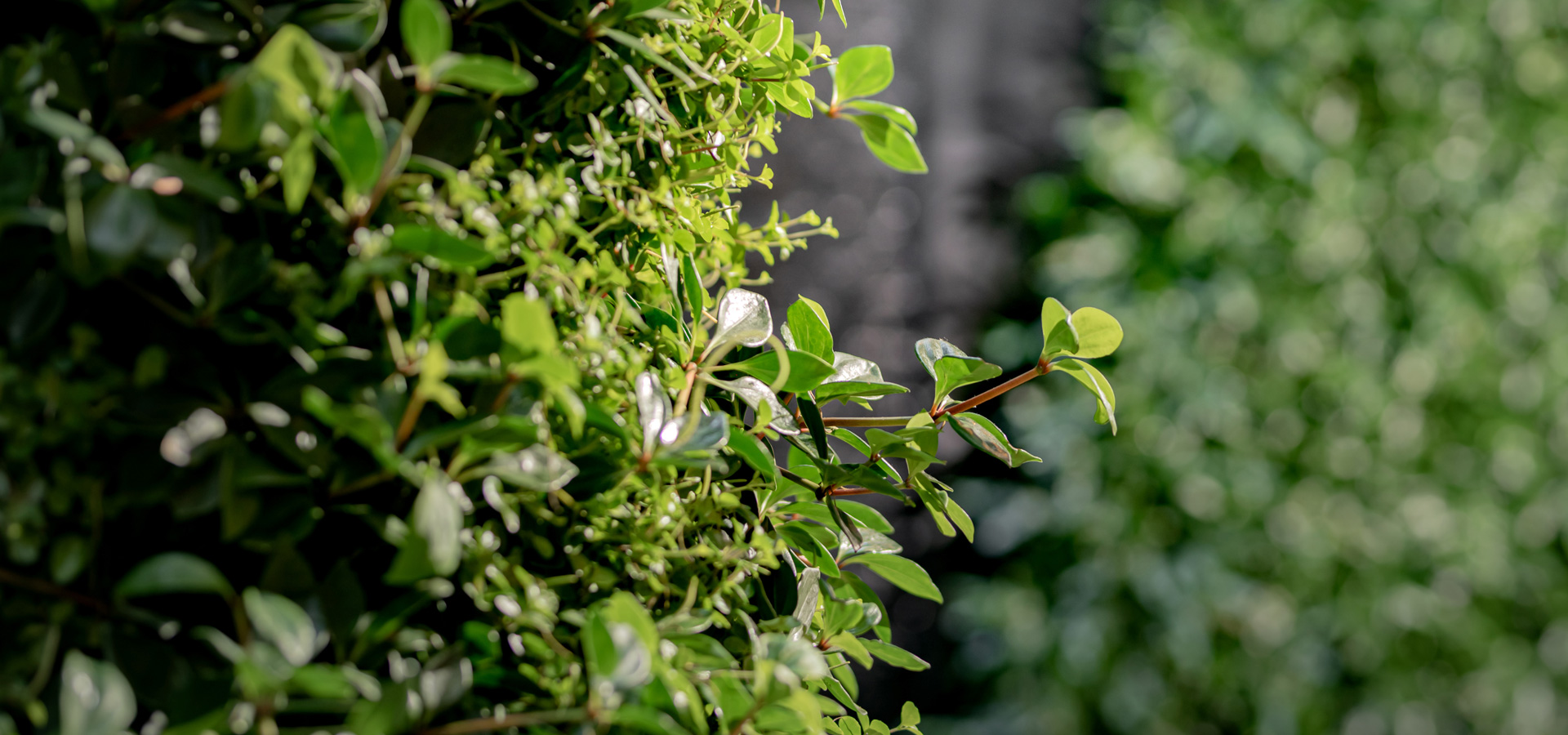 Gartenhof K�sters - Carolus Thermen